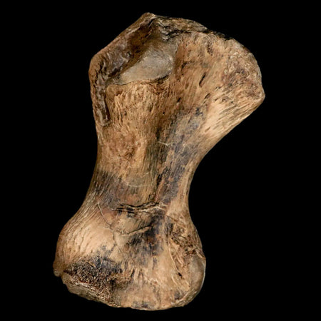 3.4" Toxochelys Sp Humerus Fossil Turtle Limb Bone Bite Marks Cretaceous Age Texas