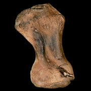 3.4" Toxochelys Sp Humerus Fossil Turtle Limb Bone Bite Marks Cretaceous Age Texas