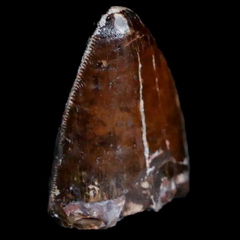 XL 1" Phytosaur Fossil Tooth Triassic Age Archosaur Redonda FM New Mexico COA - Fossil Age Minerals