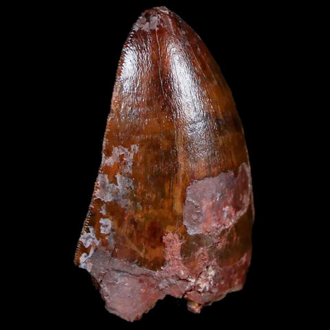 XL 1" Phytosaur Fossil Tooth Triassic Age Archosaur Redonda FM New Mexico COA - Fossil Age Minerals