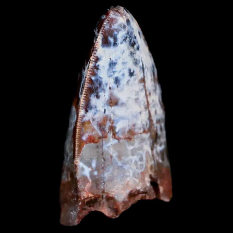 XL 1" Phytosaur Fossil Tooth Triassic Age Archosaur Redonda FM NM COA Display - Fossil Age Minerals