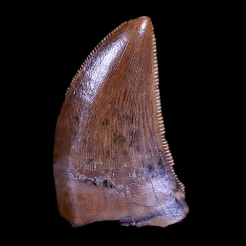 0.5" Tyrannosaur Serrated Fossil Tooth Cretaceous Dinosaur Judith River FM MT COA - Fossil Age Minerals