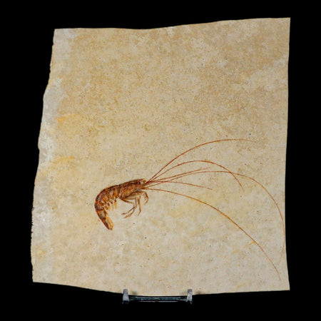 4.7" Antrimpos Fossil Shrimp Upper Jurassic Age Solnhofen FM Germany COA Stand