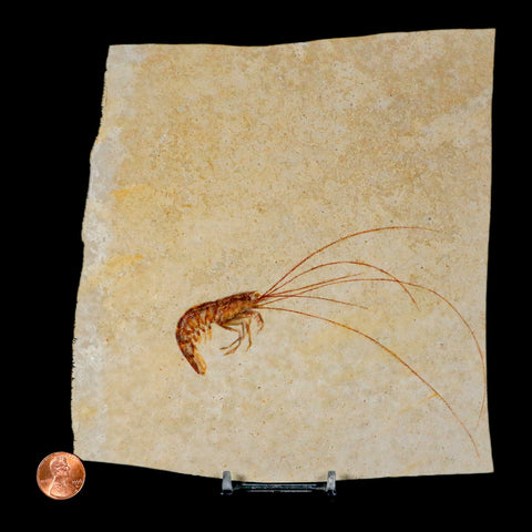 4.7" Antrimpos Fossil Shrimp Upper Jurassic Age Solnhofen FM Germany Stand - Fossil Age Minerals