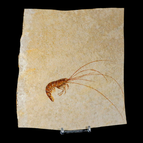 4.7" Antrimpos Fossil Shrimp Upper Jurassic Age Solnhofen FM Germany Stand - Fossil Age Minerals