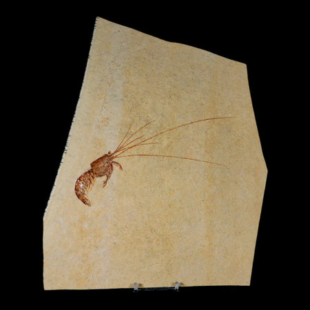 7" Acanthochirana Fossil Shrimp Upper Jurassic Age Solnhofen FM Germany Stand