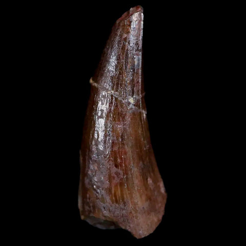 0.7" Phytosaur Fossil Tooth Triassic Age Archosaur Redonda FM NM COA Display - Fossil Age Minerals