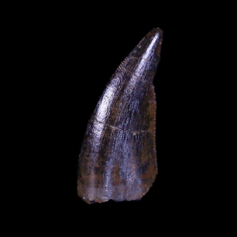 0.5" Nanotyrannus Tyrannosaurus Fossil Tooth Dinosaur Hell Creek SD COA Display - Fossil Age Minerals