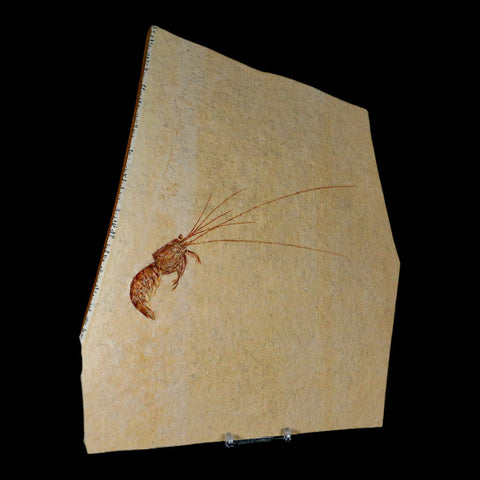 7" Acanthochirana Fossil Shrimp Upper Jurassic Age Solnhofen FM Germany Stand - Fossil Age Minerals