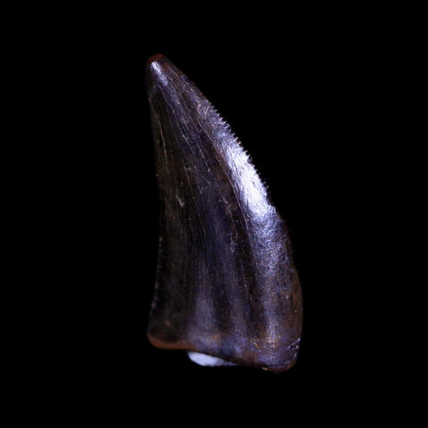 0.5" Nanotyrannus Tyrannosaurus Fossil Tooth Dinosaur Lance Creek WY COA Display - Fossil Age Minerals