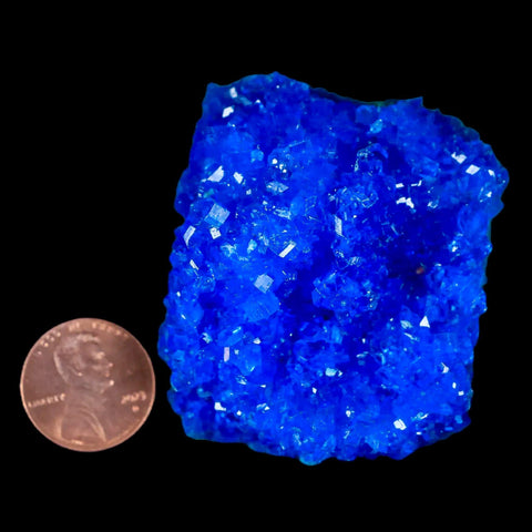 2" Electric Blue Chalcanthite Mineral Crystal Specimen Location Poland Sokolowski - Fossil Age Minerals