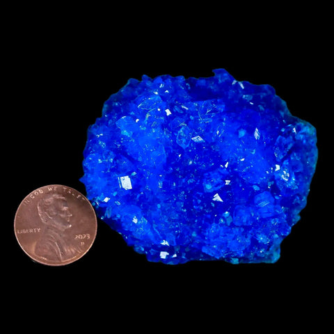 2.1" Electric Blue Chalcanthite Mineral Crystal Specimen Location Poland Sokolowski - Fossil Age Minerals