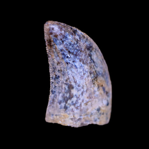 0.6" Nanotyrannus Tyrannosaurus Fossil Tooth Dinosaur Hell Creek MT COA Display - Fossil Age Minerals