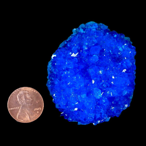 2.1" Electric Blue Chalcanthite Mineral Crystal Specimen Location Poland Sokolowski - Fossil Age Minerals