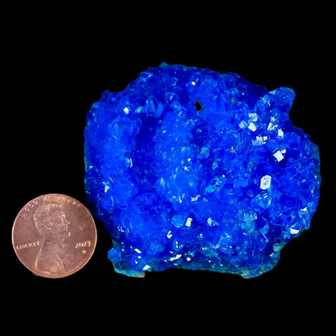 2.1" Electric Blue Chalcanthite Mineral Crystal Specimen Location Poland Sokolowski - Fossil Age Minerals