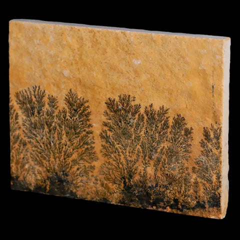 3.1" Pyrolusite Dendritic Sandstone Solnhofen Upper Jurassic Age West Germany - Fossil Age Minerals