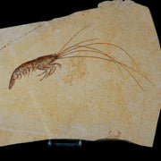 7.6" Acanthochirana Fossil Shrimp Upper Jurassic Age Solnhofen FM Germany COA Stand