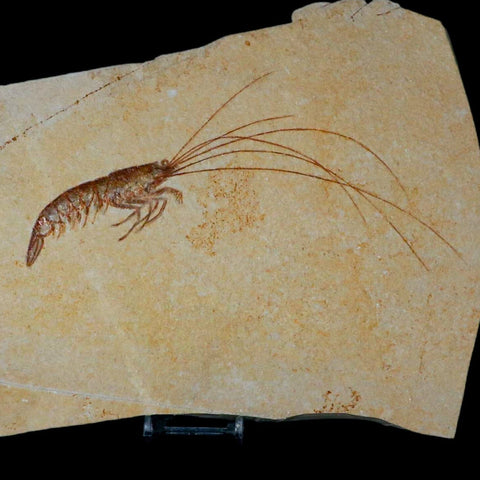 7.6" Acanthochirana Fossil Shrimp Upper Jurassic Age Solnhofen FM Germany Stand - Fossil Age Minerals