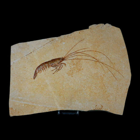 7.6" Acanthochirana Fossil Shrimp Upper Jurassic Age Solnhofen FM Germany COA Stand