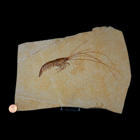 7.6" Acanthochirana Fossil Shrimp Upper Jurassic Age Solnhofen FM Germany Stand - Fossil Age Minerals