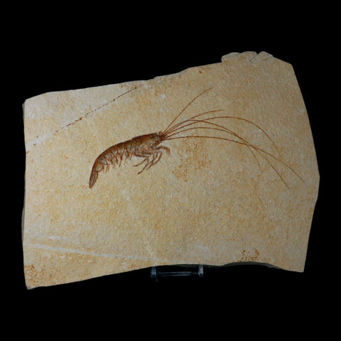 7.6" Acanthochirana Fossil Shrimp Upper Jurassic Age Solnhofen FM Germany Stand - Fossil Age Minerals