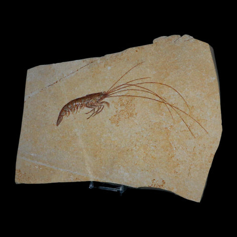 7.6" Acanthochirana Fossil Shrimp Upper Jurassic Age Solnhofen FM Germany Stand - Fossil Age Minerals