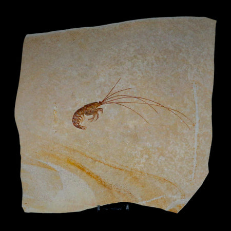 6.8" Acanthochirana Fossil Shrimp Upper Jurassic Age Solnhofen FM Germany Stand