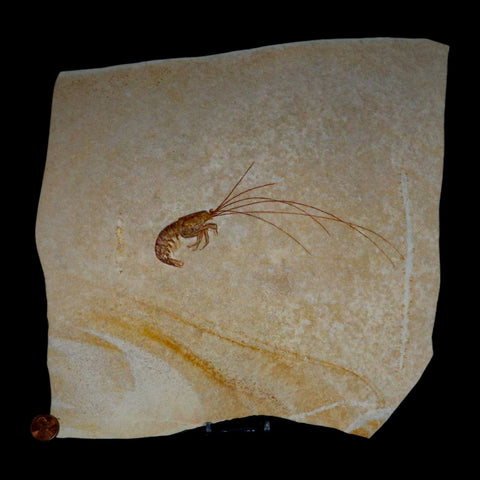 6.8" Acanthochirana Fossil Shrimp Upper Jurassic Age Solnhofen FM Germany Stand - Fossil Age Minerals