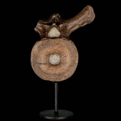 4.4" Plesiosaur Fossil Vertebra Cretaceous Dinosaur Era Ozan FM Fannin County Texas - Fossil Age Minerals