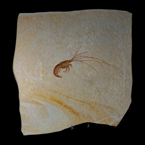 6.8" Acanthochirana Fossil Shrimp Upper Jurassic Age Solnhofen FM Germany Stand - Fossil Age Minerals