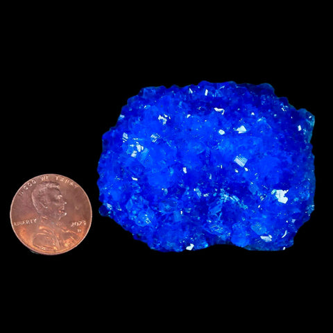 1.9" Electric Blue Chalcanthite Mineral Crystal Specimen Location Poland Sokolowski - Fossil Age Minerals