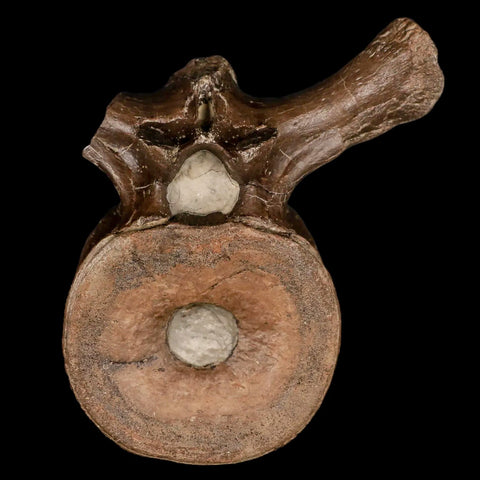 4.4" Plesiosaur Fossil Vertebra Cretaceous Dinosaur Era Ozan FM Fannin County Texas - Fossil Age Minerals