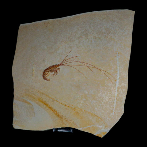 6.8" Acanthochirana Fossil Shrimp Upper Jurassic Age Solnhofen FM Germany Stand - Fossil Age Minerals