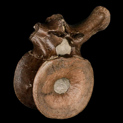 4.4" Plesiosaur Fossil Vertebra Cretaceous Dinosaur Era Ozan FM Fannin County Texas - Fossil Age Minerals