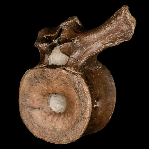 4.4" Plesiosaur Fossil Vertebra Cretaceous Dinosaur Era Ozan FM Fannin County Texas - Fossil Age Minerals