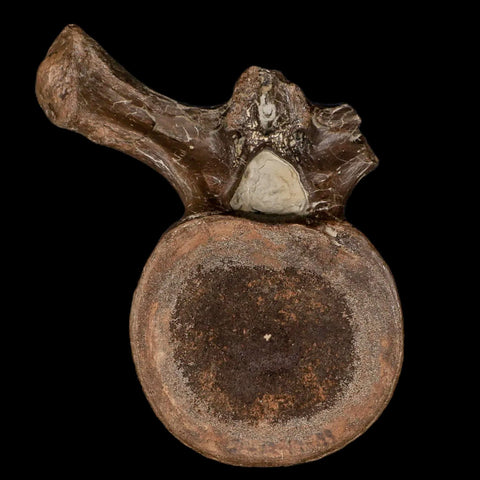 4.4" Plesiosaur Fossil Vertebra Cretaceous Dinosaur Era Ozan FM Fannin County Texas - Fossil Age Minerals