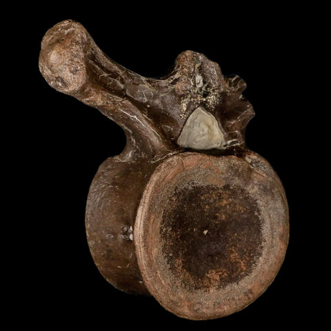 4.4" Plesiosaur Fossil Vertebra Cretaceous Dinosaur Era Ozan FM Fannin County Texas - Fossil Age Minerals