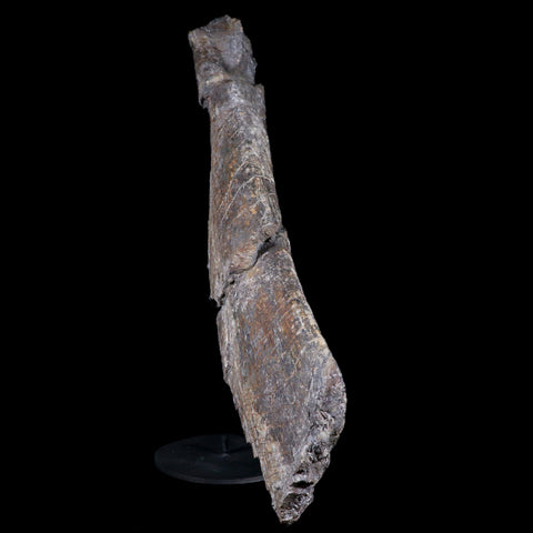 16" Camarasaurus Dinosaur Fossil Rib Bone Morrison FM CO Jurassic Age COA Stand - Fossil Age Minerals