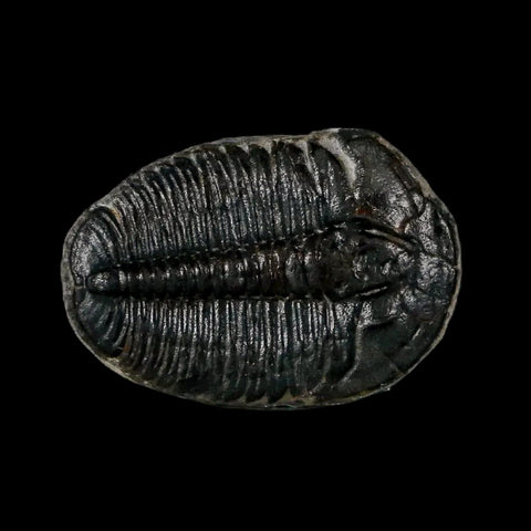 0.9" Elrathia Kingi Trilobite Fossil Utah Cambrian Age 521 Million Years Old COA - Fossil Age Minerals