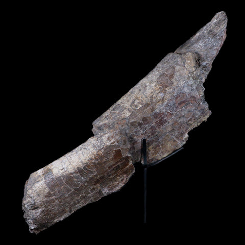 16" Camarasaurus Dinosaur Fossil Rib Bone Morrison FM CO Jurassic Age COA Stand - Fossil Age Minerals