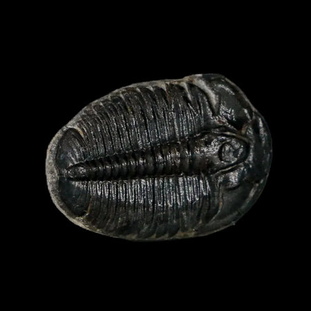 0.9" Elrathia Kingi Trilobite Fossil Utah Cambrian Age 521 Million Years Old COA