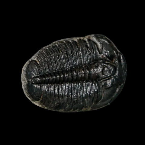 0.9" Elrathia Kingi Trilobite Fossil Utah Cambrian Age 521 Million Years Old COA - Fossil Age Minerals