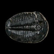 0.9" Elrathia Kingi Trilobite Fossil Utah Cambrian Age 521 Million Years Old COA