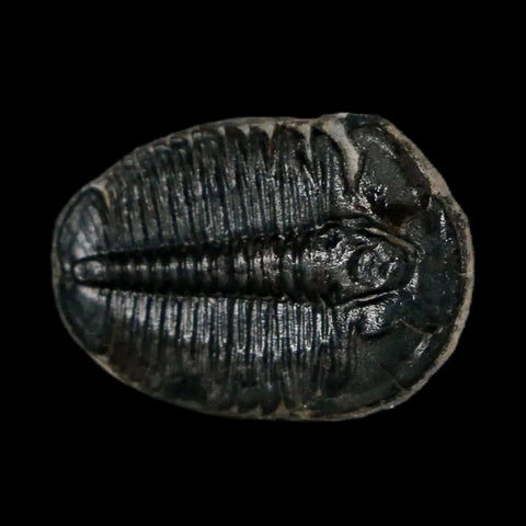 0.9" Elrathia Kingi Trilobite Fossil Utah Cambrian Age 521 Million Years Old COA - Fossil Age Minerals