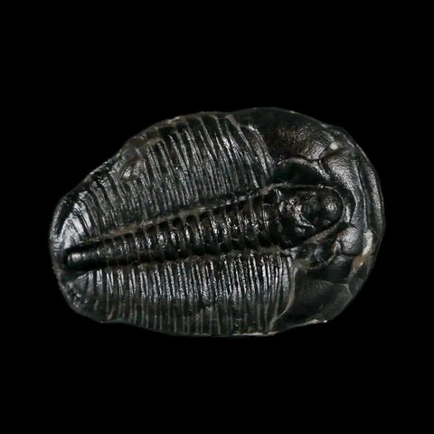 0.9" Elrathia Kingi Trilobite Fossil Utah Cambrian Age 521 Million Years Old COA - Fossil Age Minerals