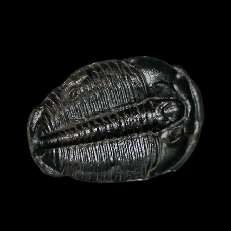 0.9" Elrathia Kingi Trilobite Fossil Utah Cambrian Age 521 Million Years Old COA