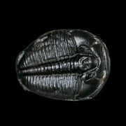 0.9" Elrathia Kingi Trilobite Fossil Utah Cambrian Age 521 Million Years Old COA