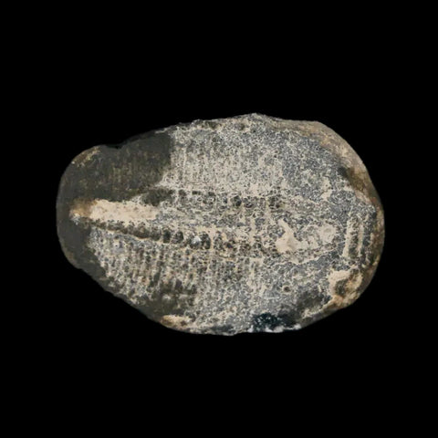 0.9" Elrathia Kingi Trilobite Fossil Utah Cambrian Age 521 Million Years Old COA - Fossil Age Minerals