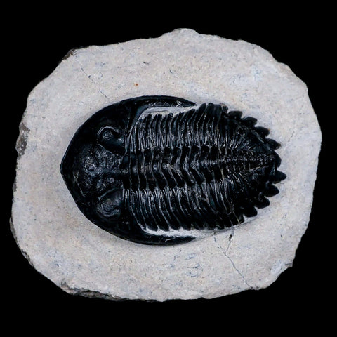 2.4" Metacanthina Issoumourensis Trilobite Fossil Devonian Age 400 Mil Yrs Old COA - Fossil Age Minerals