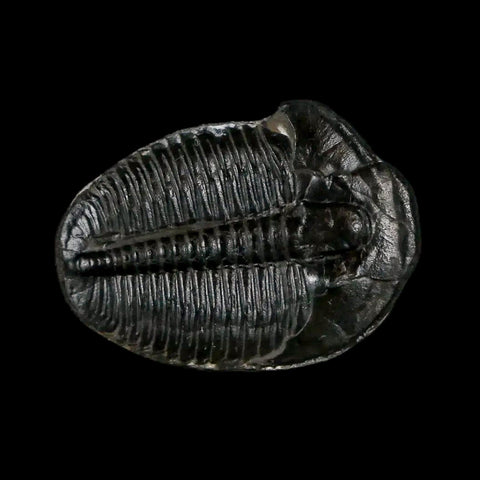 0.9" Elrathia Kingi Trilobite Fossil Utah Cambrian Age 521 Million Years Old COA - Fossil Age Minerals